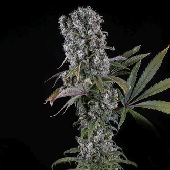 Spliff Cheese Samonakv&eacute;tac&iacute; (Spliff Seeds) feminizovan&aacute;