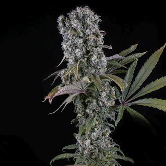 Spliff Cheese Samonakv&eacute;tac&iacute; (Spliff Seeds) feminizovan&aacute;