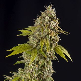 Girl Scout Cookies Samonakv&eacute;tac&iacute; (Spliff Seeds) Feminizovan&aacute;