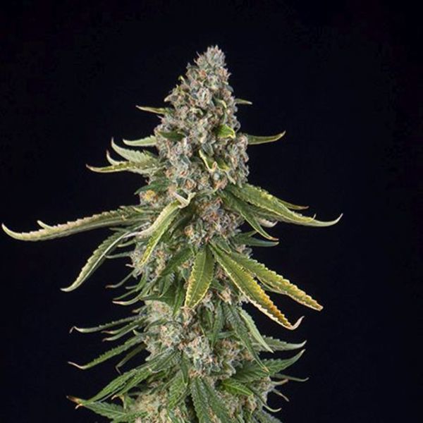 Zkittlez Samonakvétací (Spliff Seeds) feminizovaná
