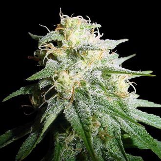 White Widow Samonakv&eacute;tac&iacute; (Spliff Seeds) feminizovan&aacute;