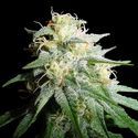 White Widow Samonakvétací (Spliff Seeds) feminizovaná