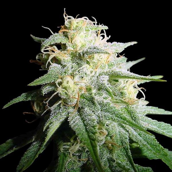 White Widow Samonakvétací (Spliff Seeds) feminizovaná