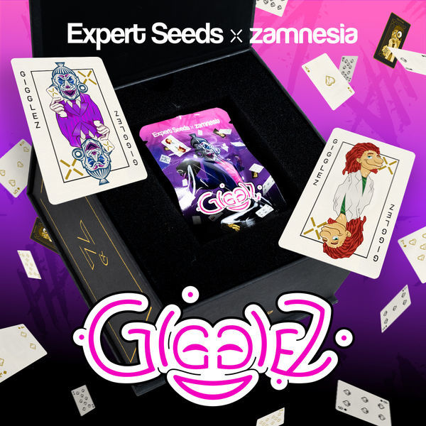 Gigglez (Expert Seeds x Zamnesia) feminizované