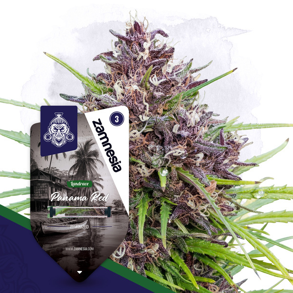 Panama Red (Zamnesia Seeds) feminizovaná