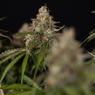 Runtz F1 Samonakvétací (Zamnesia Seeds) feminizovaná