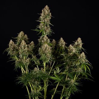 Runtz F1 Samonakvétací (Zamnesia Seeds) feminizovaná