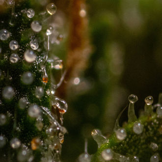 Runtz F1 Samonakvétací (Zamnesia Seeds) feminizovaná