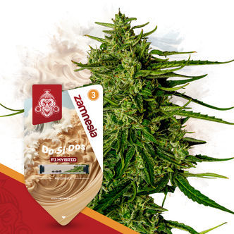 Do-Si-Dos F1 Samonakv&eacute;tac&iacute; (Zamnesia Seeds) feminizovan&aacute;