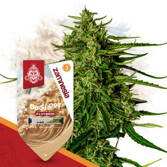 Do-Si-Dos F1 Samonakv&eacute;tac&iacute; (Zamnesia Seeds) feminizovan&aacute;