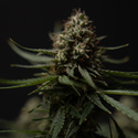 Do-Si-Dos F1 Samonakvétací (Zamnesia Seeds) feminizovaná