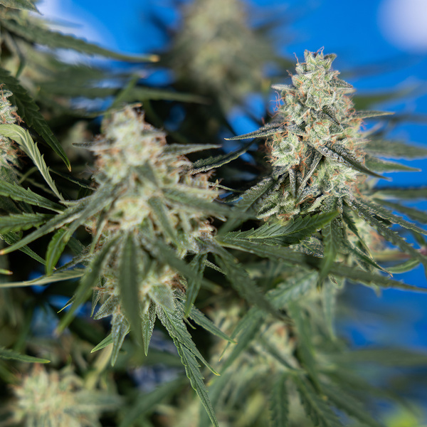 Do-Si-Dos F1 Samonakvétací (Zamnesia Seeds) feminizovaná