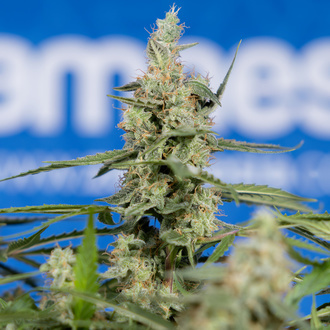 Do-Si-Dos F1 Samonakvétací (Zamnesia Seeds) feminizovaná