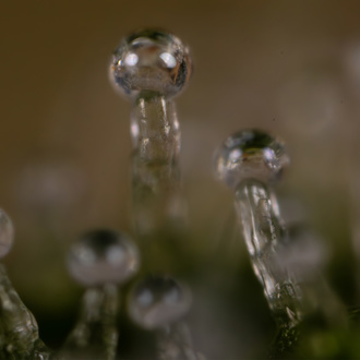 Do-Si-Dos F1 Samonakvétací (Zamnesia Seeds) feminizovaná