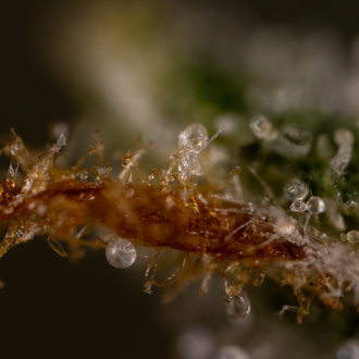 Do-Si-Dos F1 Samonakvétací (Zamnesia Seeds) feminizovaná