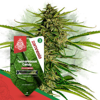 Watermelon Candy F1 Samonakv&eacute;tac&iacute; (Zamnesia Seeds) feminizovan&aacute;