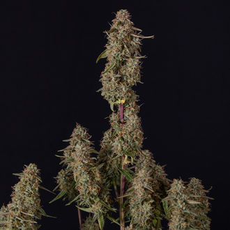 Watermelon Candy F1 Samonakvétací (Zamnesia Seeds) feminizovaná