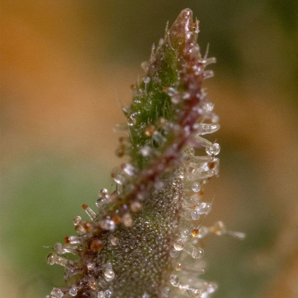 Watermelon Candy F1 Samonakvétací (Zamnesia Seeds) feminizovaná