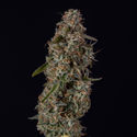 Watermelon Candy F1 Samonakvétací (Zamnesia Seeds) feminizovaná