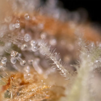 Watermelon Candy F1 Samonakvétací (Zamnesia Seeds) feminizovaná