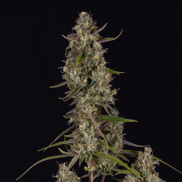Watermelon Candy F1 Samonakvétací (Zamnesia Seeds) feminizovaná