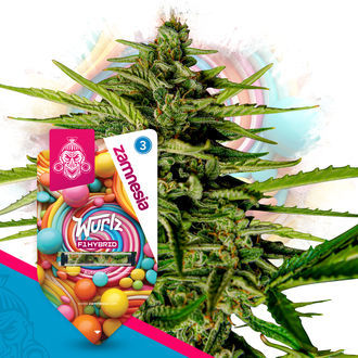 Wurlz F1 Samonakv&eacute;tac&iacute; (Zamnesia Seeds) feminizovan&aacute;