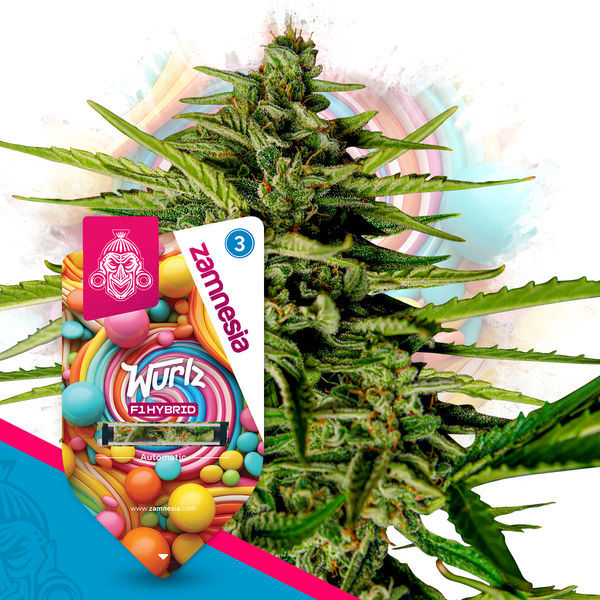 Wurlz F1 Samonakvétací (Zamnesia Seeds) feminizovaná