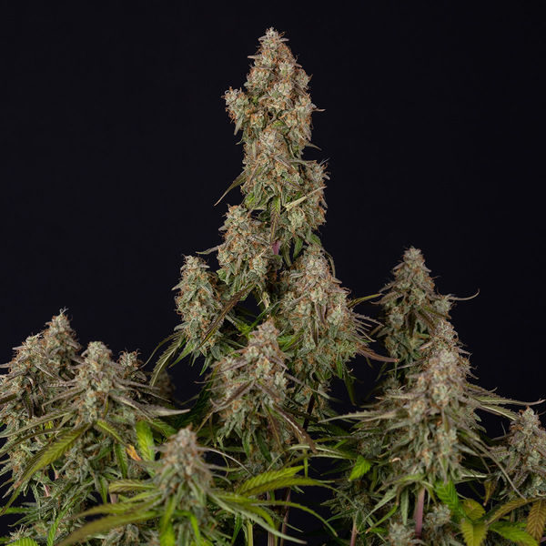 Wurlz F1 Samonakvétací (Zamnesia Seeds) feminizovaná
