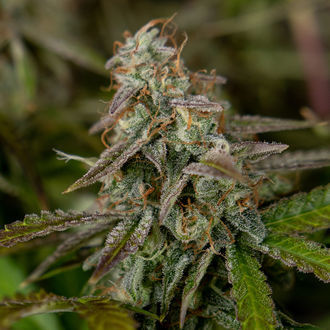 Wurlz F1 Samonakvétací (Zamnesia Seeds) feminizovaná