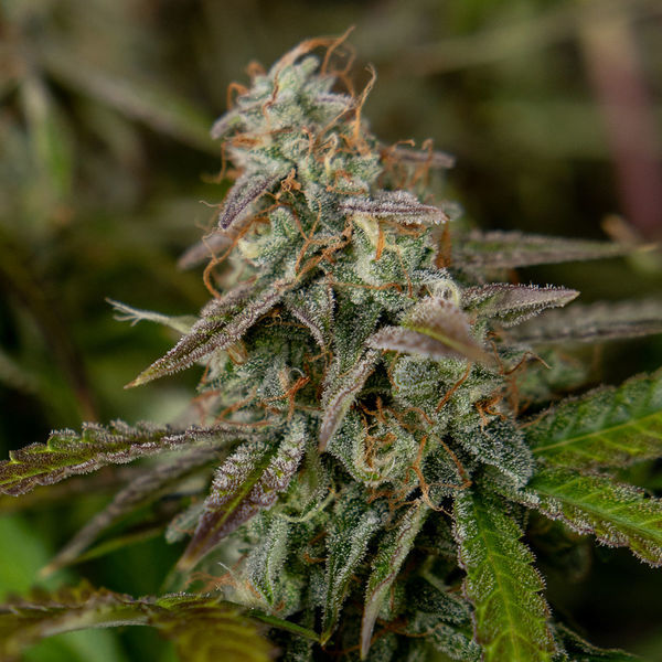 Wurlz F1 Samonakvétací (Zamnesia Seeds) feminizovaná