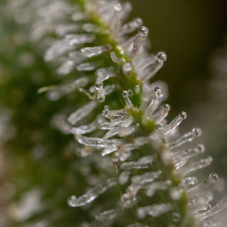 Wurlz F1 Samonakvétací (Zamnesia Seeds) feminizovaná