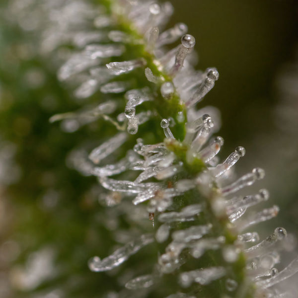 Wurlz F1 Samonakvétací (Zamnesia Seeds) feminizovaná