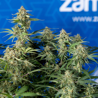 Green Cure CBD F1 Samonakvétací (Zamnesia Seeds) feminizovaná
