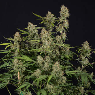 Green Cure CBD F1 Samonakvétací (Zamnesia Seeds) feminizovaná