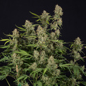 Green Cure CBD F1 Samonakvétací (Zamnesia Seeds) feminizovaná
