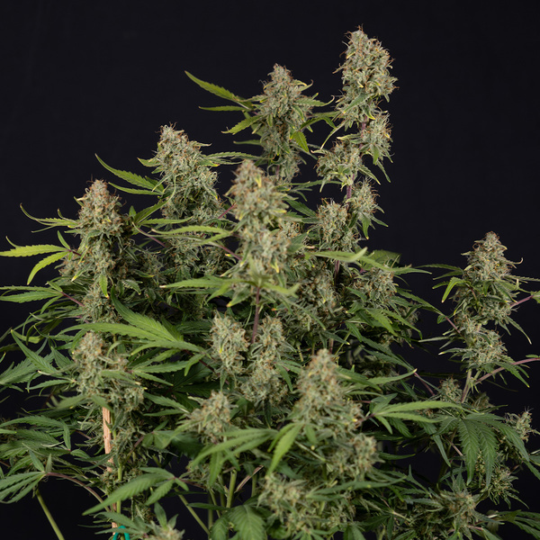 Green Cure CBD F1 Samonakvétací (Zamnesia Seeds) feminizovaná