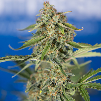 Green Cure CBD F1 Samonakvétací (Zamnesia Seeds) feminizovaná