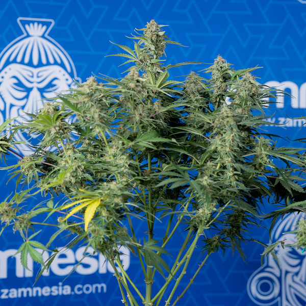 Green Cure CBD F1 Samonakvétací (Zamnesia Seeds) feminizovaná