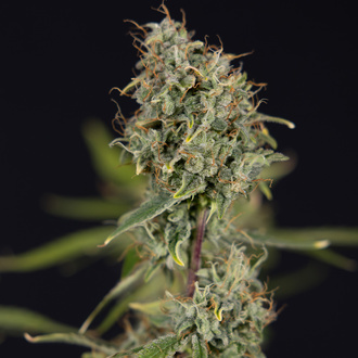 Green Cure CBD F1 Samonakvétací (Zamnesia Seeds) feminizovaná