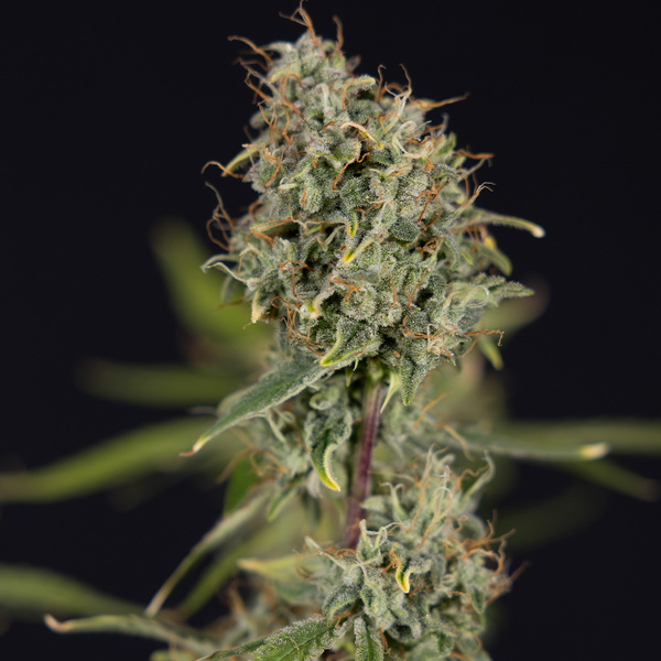 Green Cure CBD F1 Samonakvétací (Zamnesia Seeds) feminizovaná