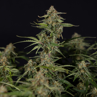 Green Cure CBD F1 Samonakvétací (Zamnesia Seeds) feminizovaná