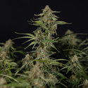 Green Cure CBD F1 Samonakvétací (Zamnesia Seeds) feminizovaná