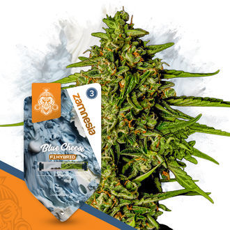 Blue Cheese F1 Samonakvétací (Zamnesia Seeds) feminizovaná