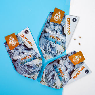 Blue Cheese F1 Samonakvétací (Zamnesia Seeds) feminizovaná