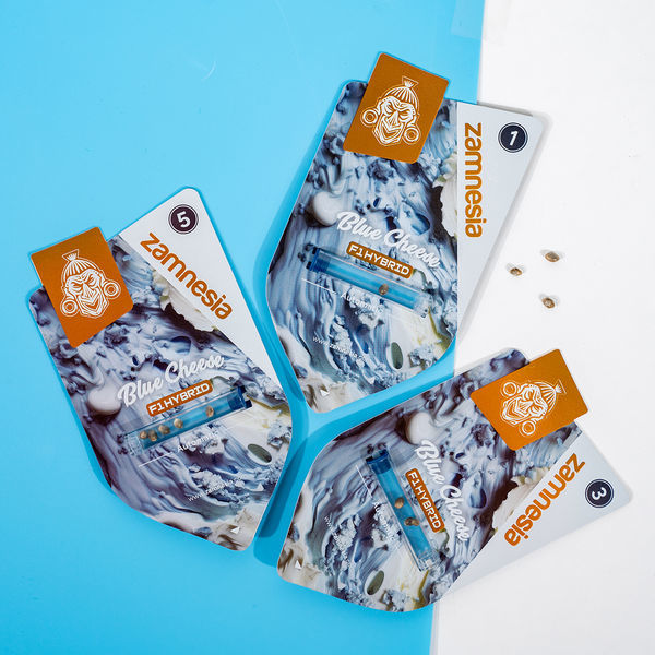 Blue Cheese F1 Samonakvétací (Zamnesia Seeds) feminizovaná