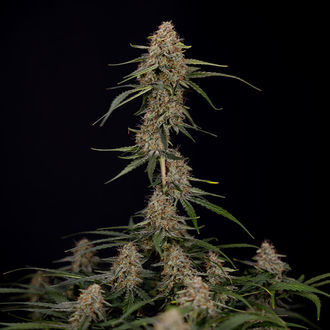 Blue Cheese F1 Samonakvétací (Zamnesia Seeds) feminizovaná