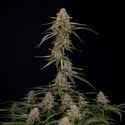 Blue Cheese F1 Samonakvétací (Zamnesia Seeds) feminizovaná