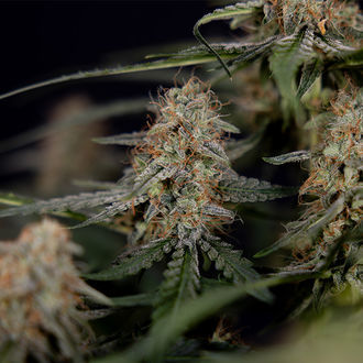 Blue Cheese F1 Samonakvétací (Zamnesia Seeds) feminizovaná