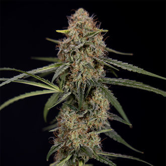 Blue Cheese F1 Samonakvétací (Zamnesia Seeds) feminizovaná