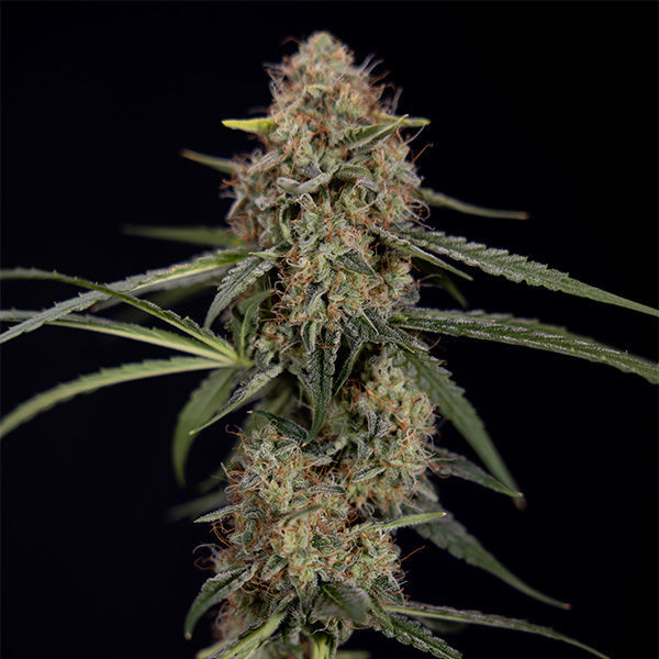 Blue Cheese F1 Samonakvétací (Zamnesia Seeds) feminizovaná